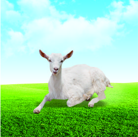 羊檢測項(xiàng)目