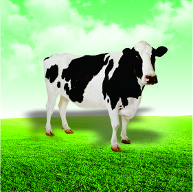 牛檢測項(xiàng)目