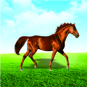 馬病檢測項(xiàng)目